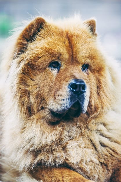 photographies animalières